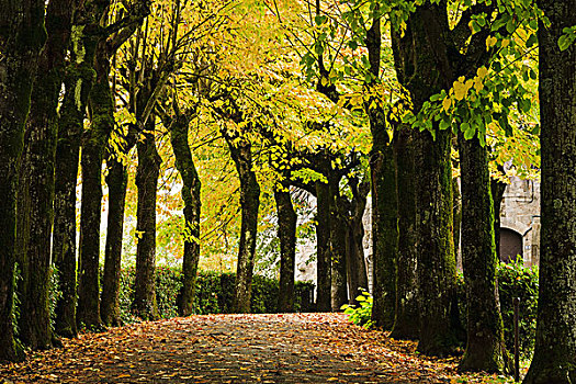 落叶,小路,排列,树,秋色,蒙蒂普尔查诺红葡萄酒,托斯卡纳,意大利