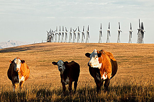 风车,牛,靠近,溪流,艾伯塔省,加拿大