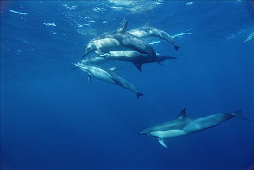 真海豚,海豚,水下,开普省,南非