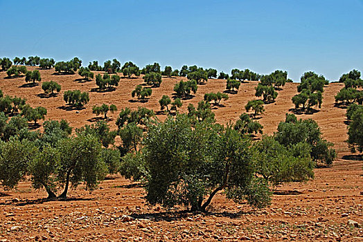 橄榄林,靠近,西班牙