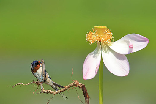 荷花,燕子