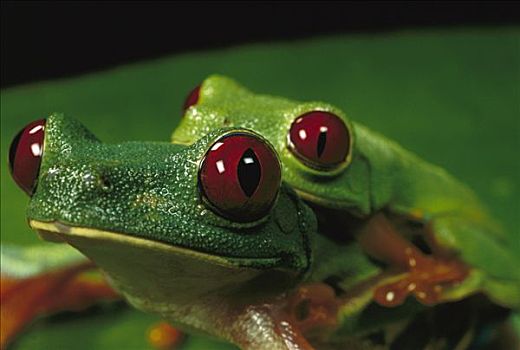 红眼树蛙,一对,交配,国家公园,巴拿马