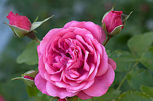 玫瑰花,粉色,芽,巴伐利亚,德国,欧洲