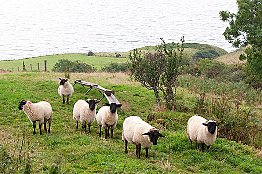 爱尔兰,多纳格,绵羊,放牧,山坡,海岸,道路