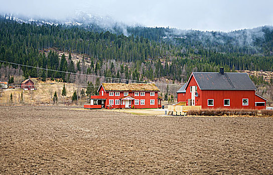 乡村,挪威,风景,红色,木屋,雾状,树林,山