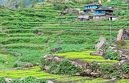 梯田,靠近,乡村,安娜普纳地区,尼泊尔,亚洲
