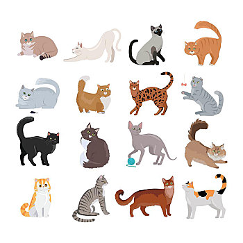 象征,猫,设计,矢量,品种,不同,姿势,坐,站立,伸展,玩,卧,兽医,诊所,宠物,店,广告,收集,小猫
