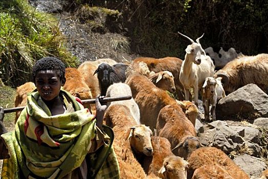孩子,牧羊人,牧群,山羊,山峦,埃塞俄比亚