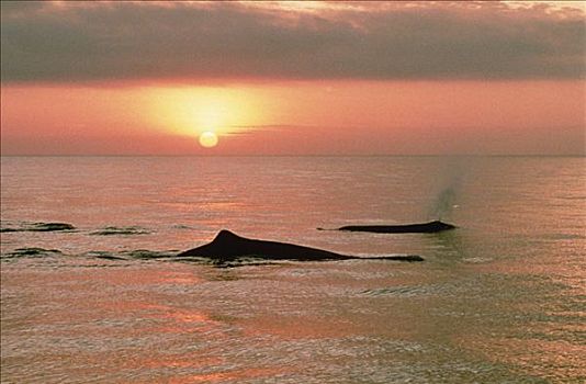 抹香鲸,群,平面,日落,加拉帕戈斯群岛,厄瓜多尔