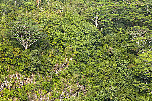 树,靠近,夏马尔,毛里求斯,上方,仪表,南,非洲