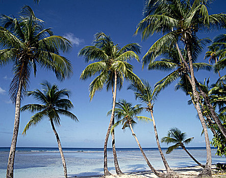 加勒比,多巴哥岛,海滩