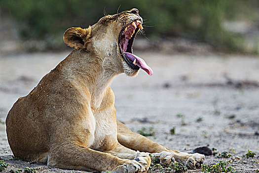 狮子,哈欠,雌性,乔贝国家公园,博茨瓦纳,非洲