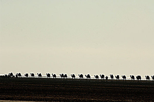 埃塞俄比亚,骆驼,驼队,湖