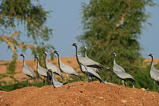 鹤,靠近,塔尔沙漠,拉贾斯坦邦,印度,亚洲