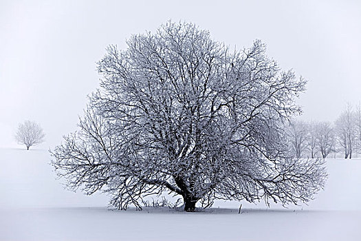 树,霜,冬天,黑森州,德国,欧洲