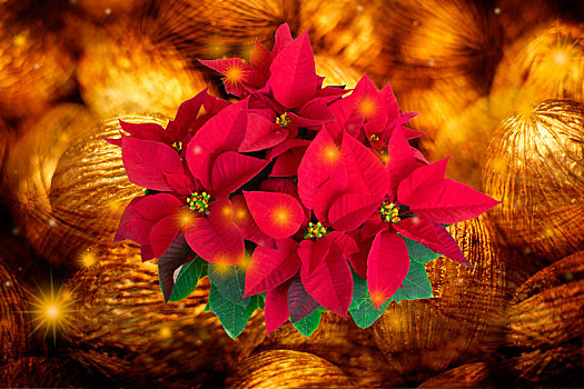 圣诞节贺卡,干躁的种子制作成金色耶诞饰品与圣诞红