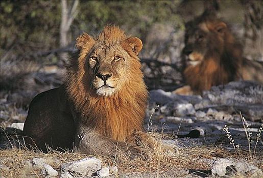 两个,雄性,狮子,猫科动物,哺乳动物,埃托沙国家公园,纳米比亚,非洲,动物