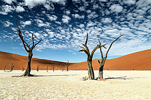 树,纳米比亚,纳米比诺克陆夫国家公园,非洲