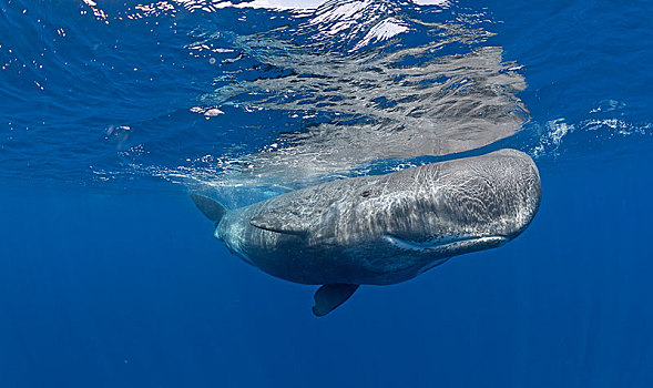抹香鲸,水下,表面,亚速尔群岛