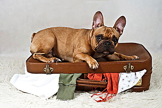 法国,牛头犬,卧,手提箱