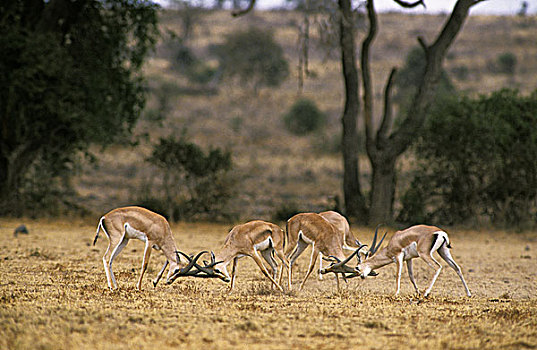 瞪羚,肯尼亚