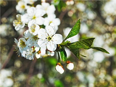 白花,樱桃树,特写