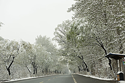 春天雪后的道路,雪景