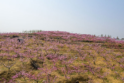 山东蒙阴乡村桃花