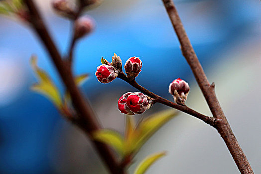 桃花特写