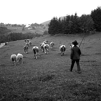 牧羊人,母牛,途中,地点,靠近,德国,欧洲