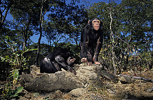 黑猩猩,类人猿,幼兽,觅食,赞比亚,非洲