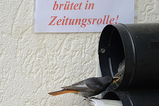 黑色,橙尾鸲莺,赭红尾鸲,饲养,报纸,邮筒,北莱茵威斯特伐利亚,德国,欧洲