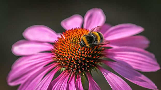 蜜蜂,紫锥菊
