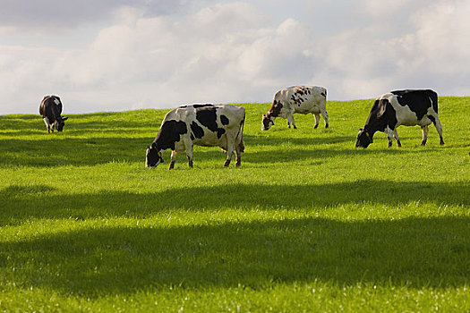 牛,放牧,草场,林堡,荷兰