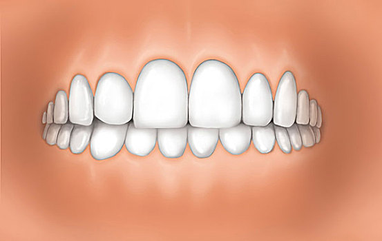 正面,牙齿,展示,健康,牙龈