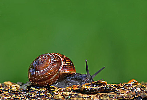 大蜗牛科,蜗牛