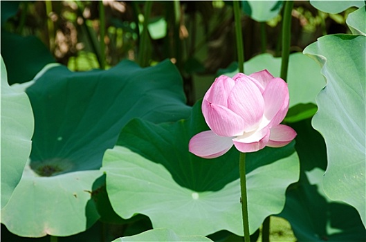 漂亮,粉色,莲花