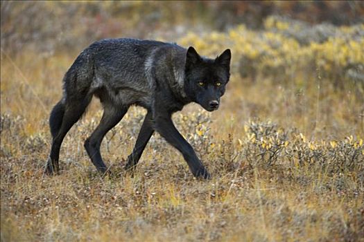 灰狼,狼,幼兽,暗色,猎捕,秋天,苔原,德纳里峰国家公园,阿拉斯加