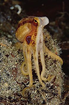 章鱼,脚,深,巴布亚新几内亚