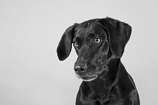 拉布拉多犬,黑色,雌性,动物,单色调