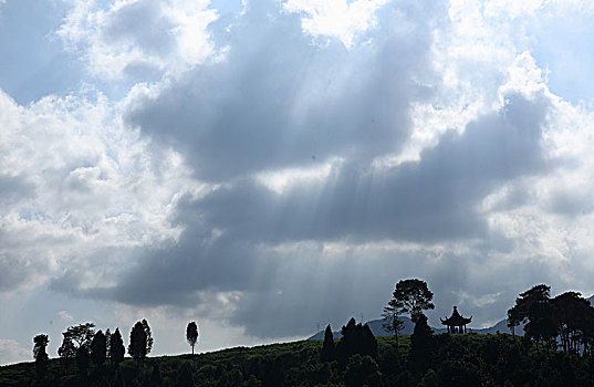 草地,山坡,树