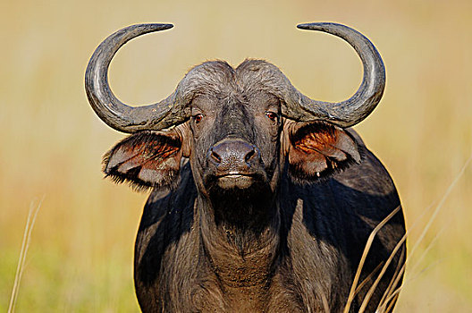 非洲水牛,南非水牛,头像,南卢安瓜国家公园,赞比亚,非洲