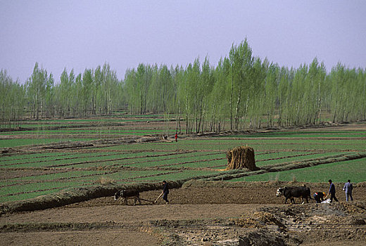 中国,甘肃,靠近,半荒漠,麦田,白杨