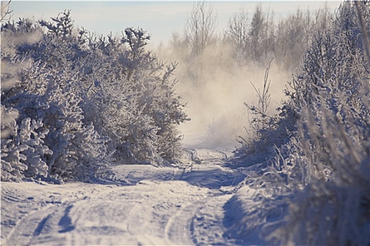 冬天,早晨,白俄罗斯