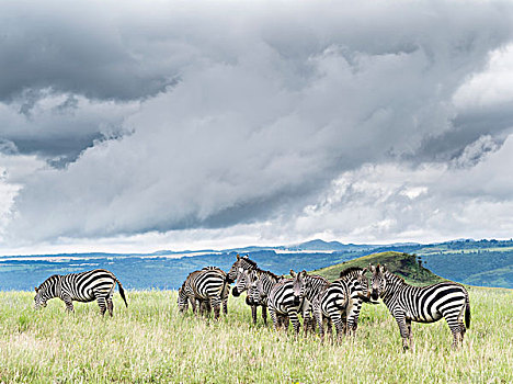 平原斑马,斑马,马,肯尼亚,大幅,尺寸