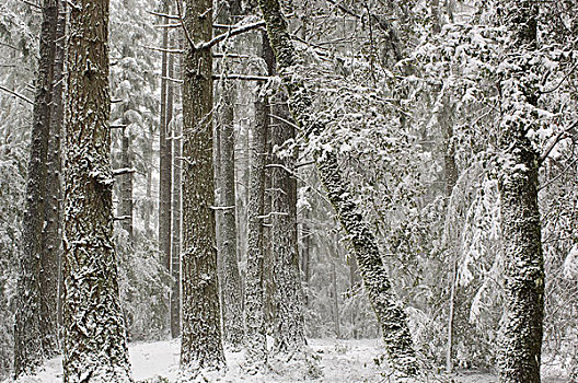 冬天,雪,白霜,遮盖,树,州立公园,加利福尼亚,美国