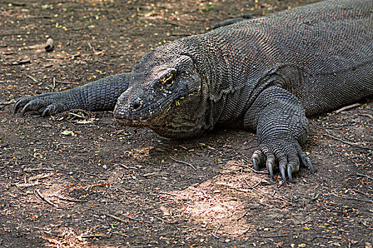 印度尼西亚,科莫多岛,科莫多国家公园,世界遗产,著名,科摩多巨蜥,蜥蜴,世界