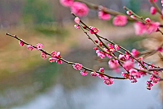 梅花,花朵,梅园,春天,报春