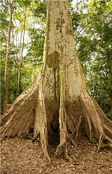 亚马逊河,丛林,树