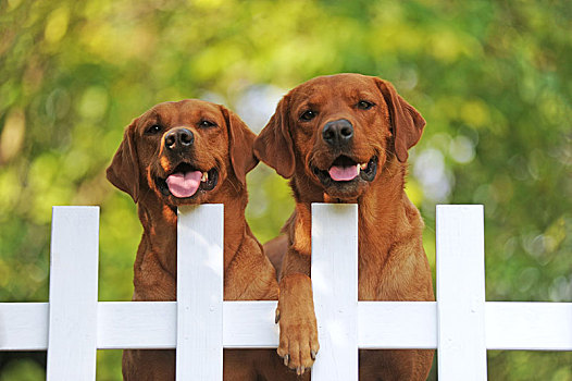 拉布拉多犬,黄色,母狗,雄性,看,上方,白色,花园栅栏,奥地利,欧洲